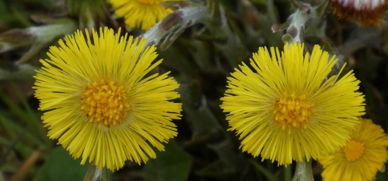 Öksürük otu nedir?